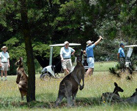 Glen Innes Golf Club - Accommodation BNB 0