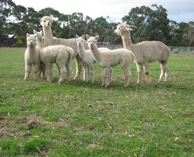 Blackgate Lodge Alpaca Stud - Accommodation BNB 0
