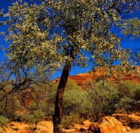 Mt Romance Australia Pty Ltd - Accommodation BNB