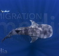 Migration Media - Accommodation BNB
