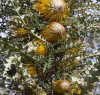 Woylie Walk Dryandra Woodland - Accommodation BNB