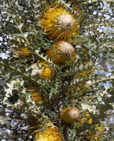 Woylie Walk, Dryandra Woodland - Accommodation BNB 0
