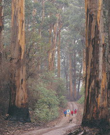 Beedelup National Park - Accommodation BNB 0