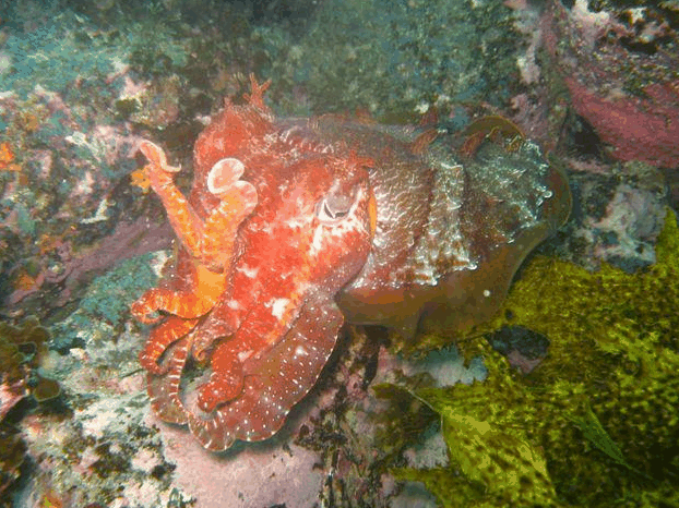 Jervis Bay Dive Charters - Accommodation BNB