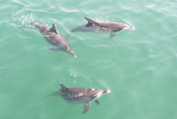 Dolphin Watch Cruises - Accommodation BNB 1