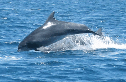 Dolphin Watch Cruises - Accommodation BNB 3