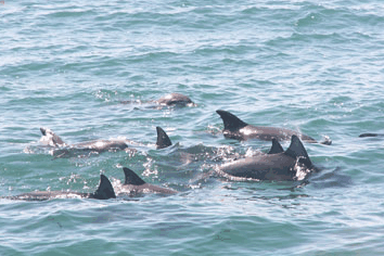 Dolphin Watch Cruises - Accommodation BNB 4
