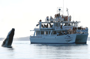 Dolphin Watch Cruises - Accommodation BNB 6