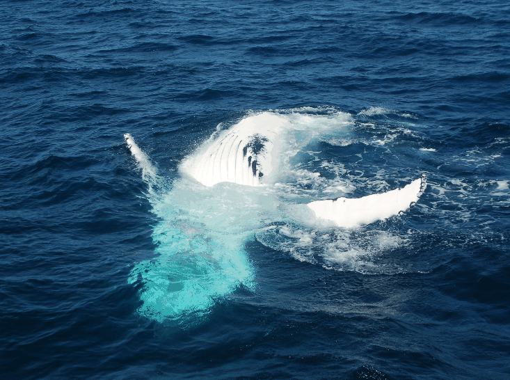 Dolphin Wild Cruises - Accommodation BNB