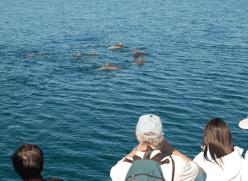 Dolphin Wild Cruises - Accommodation BNB 3