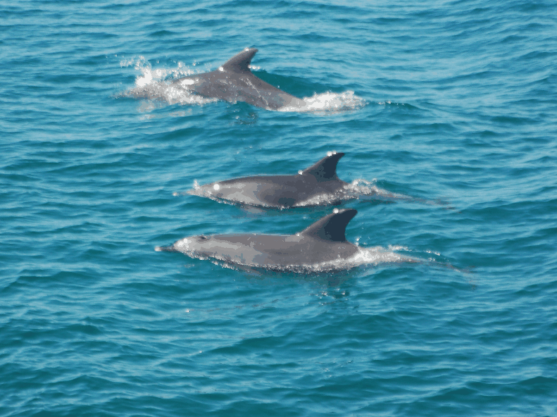 Dolphin Wild Cruises - Accommodation BNB 5