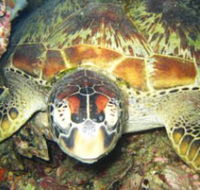 Adrenalin Snorkel and Dive - Accommodation BNB