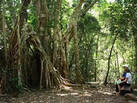 The Airlie Creek Track - Accommodation BNB 0