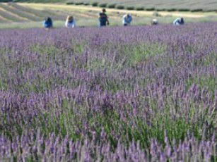 Aloomba Lavender - Accommodation BNB 1