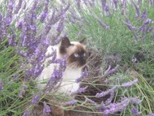 Aloomba Lavender - Accommodation BNB 2