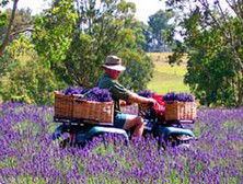 Aloomba Lavender - Accommodation BNB 4