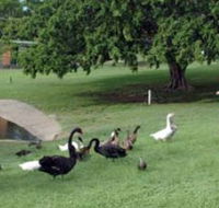 Anzac Park and Ululah Lagoon - Accommodation BNB