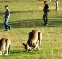 Araucaria Ecotours - Accommodation BNB