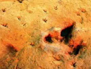 Australia's Dinosaur Trail - Accommodation BNB 2