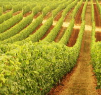 Wignalls Winery - Accommodation BNB