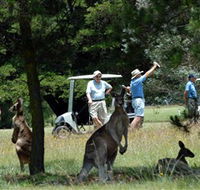 Glen Innes Golf Club - Accommodation BNB