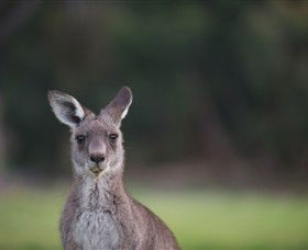 Anglesea Golf Club - Accommodation BNB 6