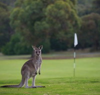 Anglesea Golf Club - Accommodation BNB