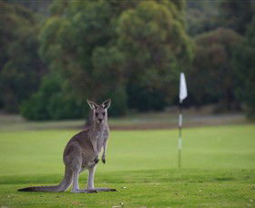 Anglesea Golf Club - Accommodation BNB 0