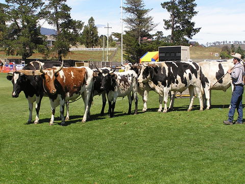 Brighton Show - Accommodation BNB 0