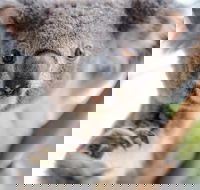 Meet the Stars of the Livestreams - Accommodation BNB