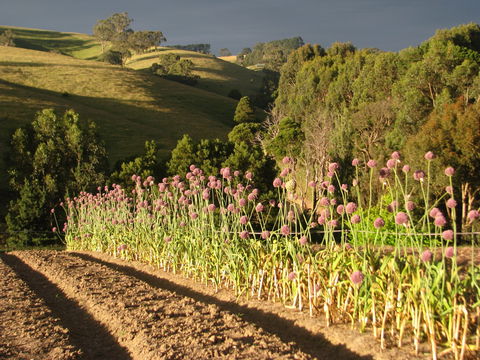 Meeniyan Garlic Festival - Accommodation BNB 1