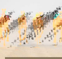 The Quirindi Camel Cup - Accommodation BNB