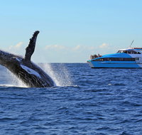 Whale Watching Cruises - Accommodation BNB