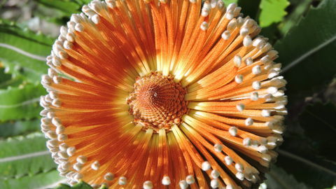 Australian Flora: Past, Present And Future - Accommodation BNB 1