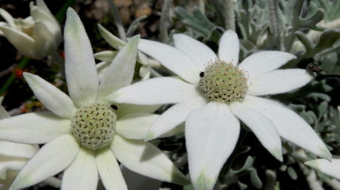 Australian Flora: Past, Present And Future - Accommodation BNB 2