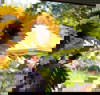 Blackville Arts and Market Day - Accommodation BNB