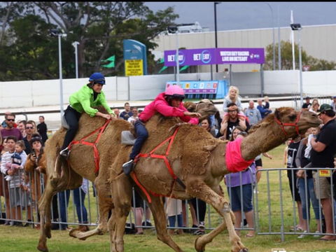Camel Races At Gosford Showgrounds - Accommodation BNB 0