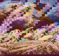 Grafton Farmers Market - Accommodation BNB