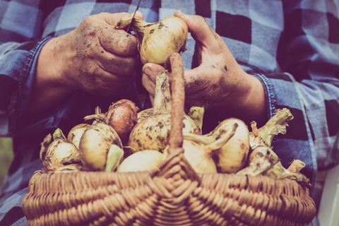 Grafton Farmers Market - Accommodation BNB 0