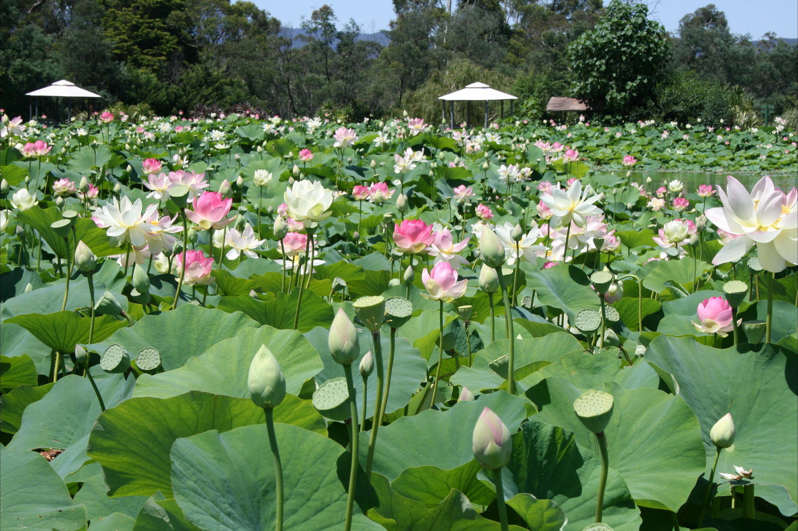 Yarra Junction VIC Accommodation BNB
