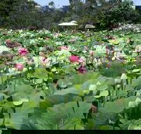 Lotus Flower Season - Accommodation BNB