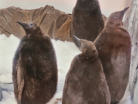 Meet Fluffy Friends At SEA LIFE Melbourne Aquarium These School Holidays - Accommodation BNB 0