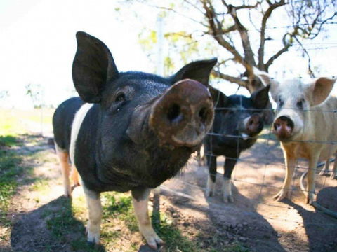 Mudgee Farm Walks - Accommodation BNB 0