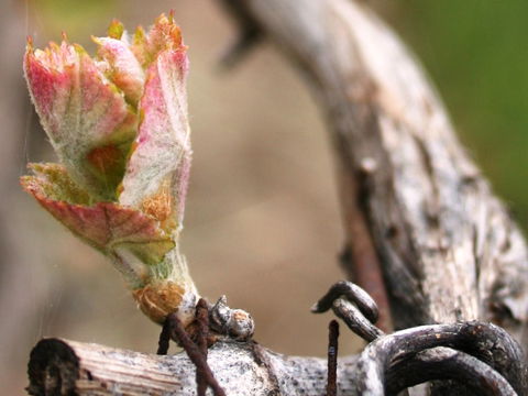 Spring Seasonal Lunch - Accommodation BNB 0