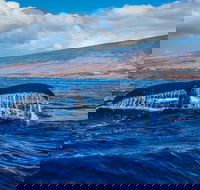 Tomaree Markets - Accommodation BNB