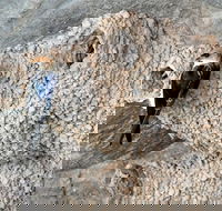 2020 Katherine Bird Festival - Accommodation BNB