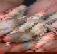 Armidale Farmers' Market - Accommodation BNB