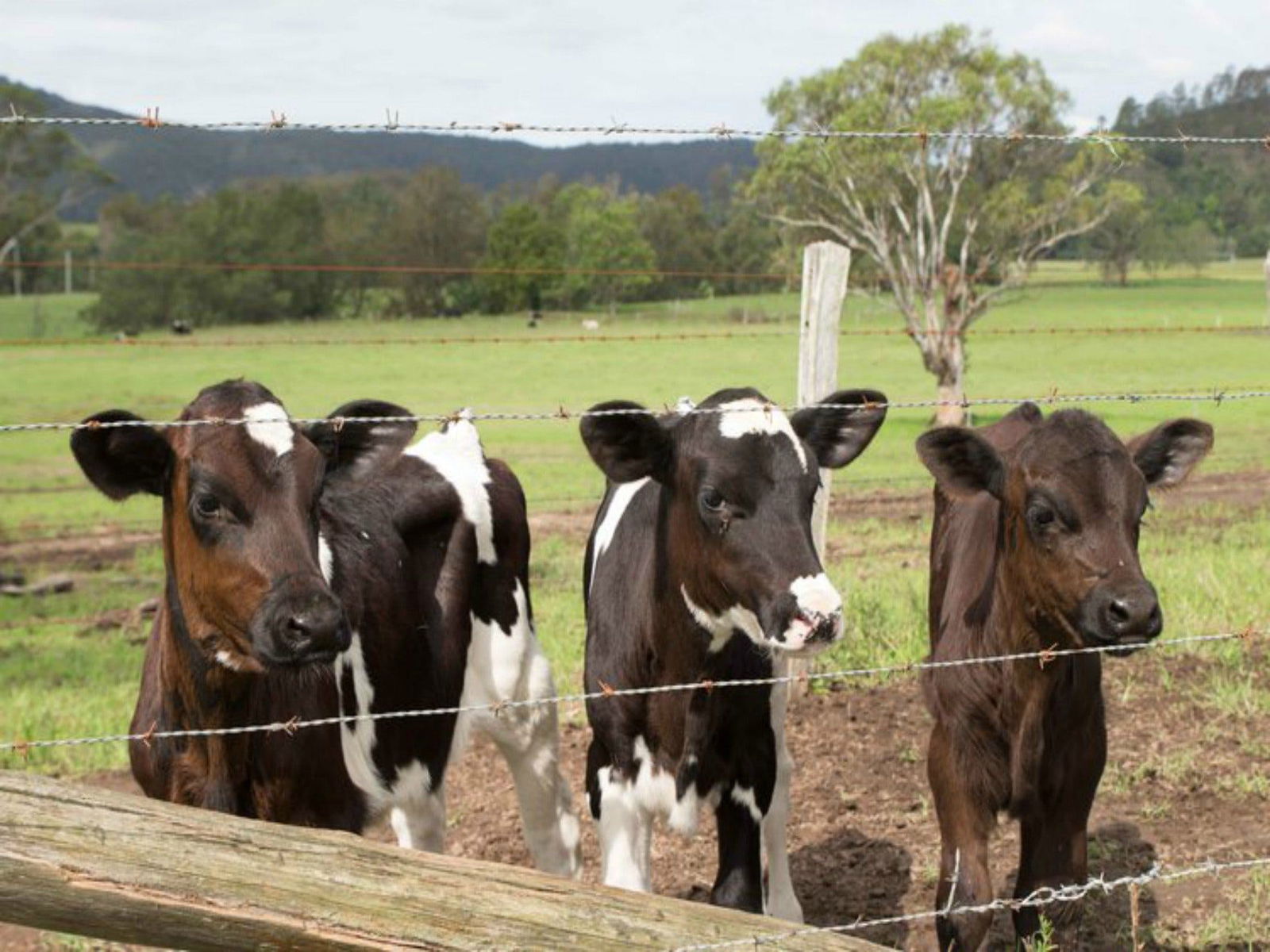 Bandon Grove NSW Accommodation BNB
