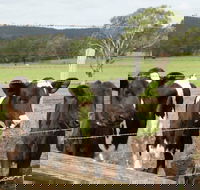 Bandon Grove Farm Tours - Accommodation BNB