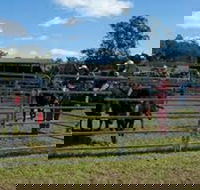 Dungog Team Penning